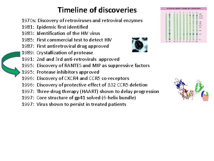 Timeline of discoveries 1970 s: Discovery of retroviruses and retroviral enzymes 1981: Epidemic first