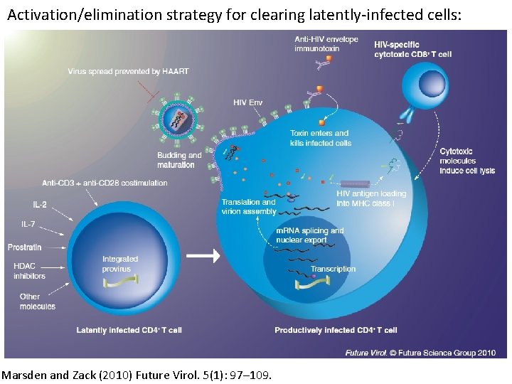 Activation/elimination strategy for clearing latently-infected cells: Marsden and Zack (2010) Future Virol. 5(1): 97–