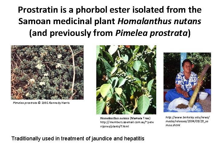 Prostratin is a phorbol ester isolated from the Samoan medicinal plant Homalanthus nutans (and