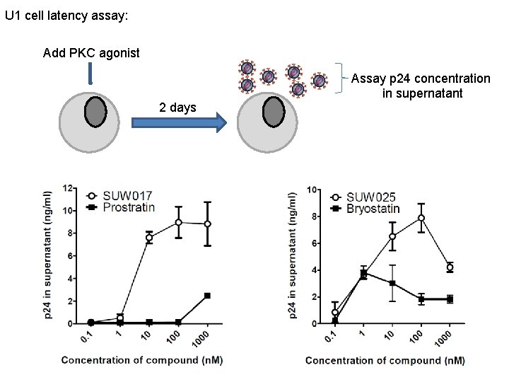 U 1 cell latency assay: Add PKC agonist 2 days Assay p 24 concentration