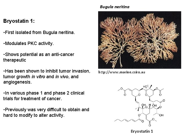 Bugula neritina Bryostatin 1: • First isolated from Bugula neritina. • Modulates PKC activity.