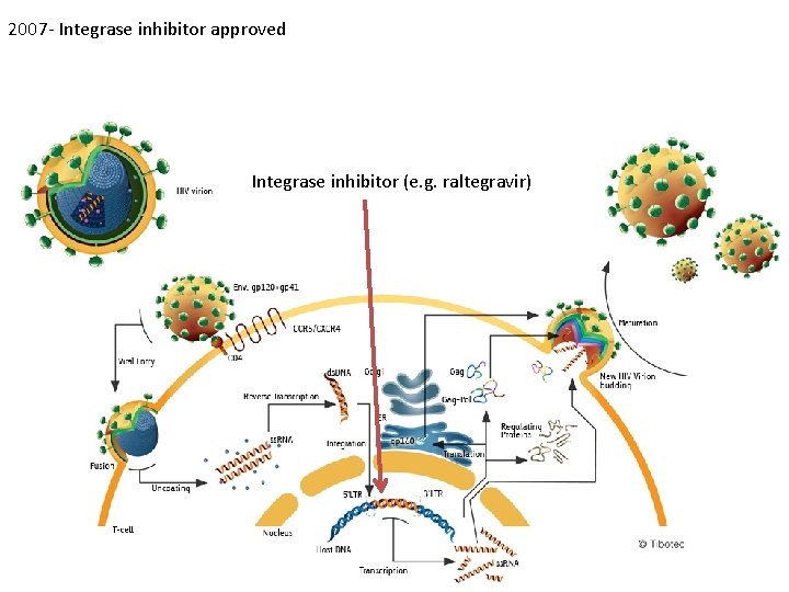 2007 - Integrase inhibitor approved Integrase inhibitor (e. g. raltegravir) 