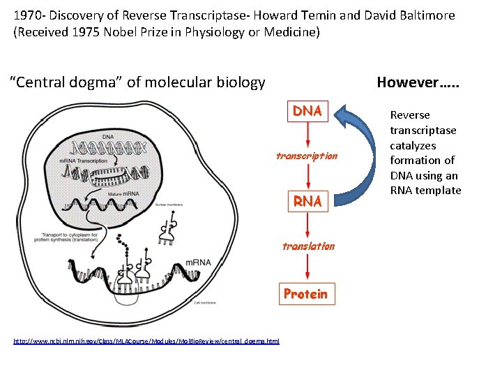 1970 - Discovery of Reverse Transcriptase- Howard Temin and David Baltimore (Received 1975 Nobel