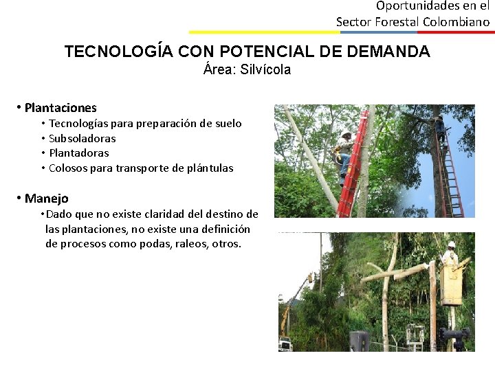 Oportunidades en el Sector Forestal Colombiano TECNOLOGÍA CON POTENCIAL DE DEMANDA Área: Silvícola •