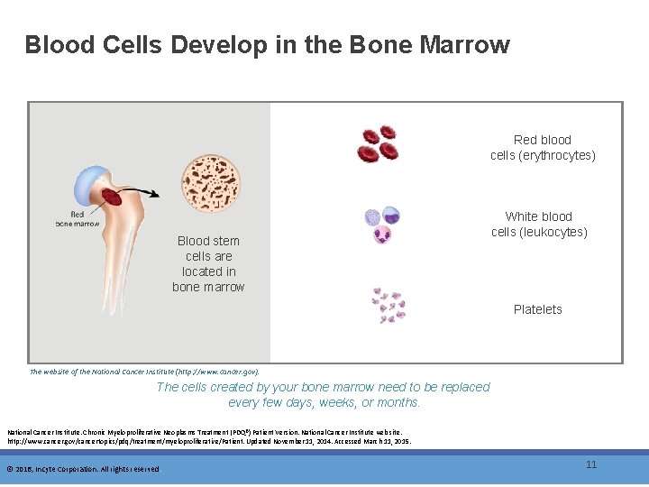 Blood Cells Develop in the Bone Marrow Red blood cells (erythrocytes) Blood stem cells