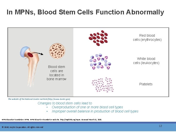 In MPNs, Blood Stem Cells Function Abnormally Red blood cells (erythrocytes) White blood cells