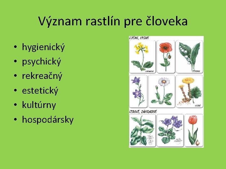 Význam rastlín pre človeka • • • hygienický psychický rekreačný estetický kultúrny hospodársky 