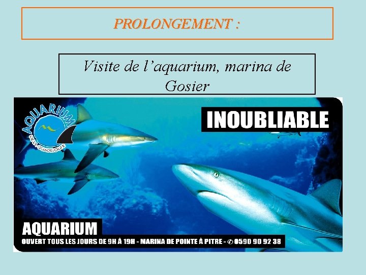 PROLONGEMENT : Visite de l’aquarium, marina de Gosier 