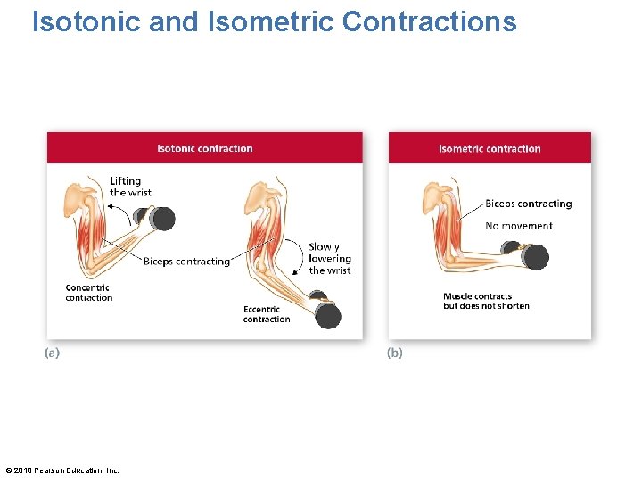 Isotonic and Isometric Contractions Isotonic contraction © 2018 Pearson Education, Inc. Isometric contraction 
