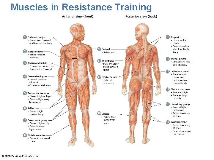 Muscles in Resistance Training 10 1 2 3 9 11 13 14 4 12