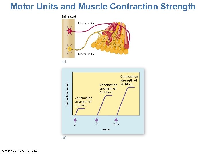 Motor Units and Muscle Contraction Strength © 2018 Pearson Education, Inc. 