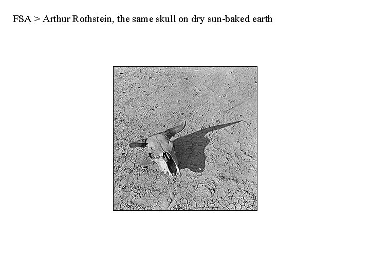 FSA > Arthur Rothstein, the same skull on dry sun-baked earth 