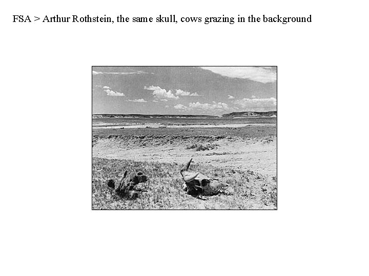 FSA > Arthur Rothstein, the same skull, cows grazing in the background 