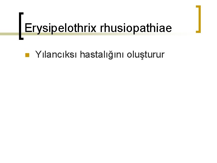 Erysipelothrix rhusiopathiae n Yılancıksı hastalığını oluşturur 
