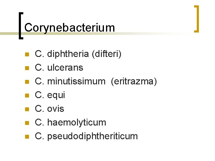 Corynebacterium n n n n C. diphtheria (difteri) C. ulcerans C. minutissimum (eritrazma) C.