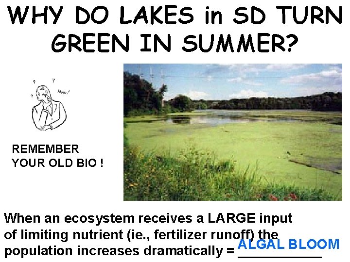 WHY DO LAKES in SD TURN GREEN IN SUMMER? REMEMBER YOUR OLD BIO !