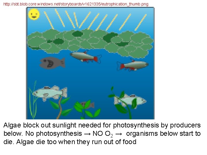 http: //sbt. blob. core. windows. net/storyboards/v 1621335/eutrophication_thumb. png Algae block out sunlight needed for