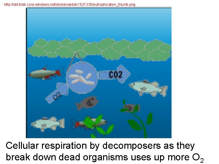 http: //sbt. blob. core. windows. net/storyboards/v 1621335/eutrophication_thumb. png Cellular respiration by decomposers as they