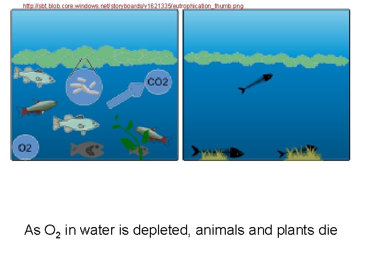 http: //sbt. blob. core. windows. net/storyboards/v 1621335/eutrophication_thumb. png As O 2 in water is