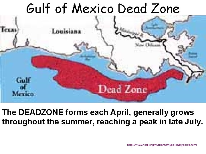 Gulf of Mexico Dead Zone The DEADZONE forms each April, generally grows throughout the