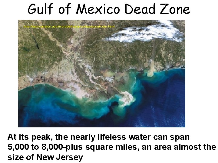 Gulf of Mexico Dead Zone http: //serc. carleton. edu/microbelife/topics/deadzone/index. html At its peak, the