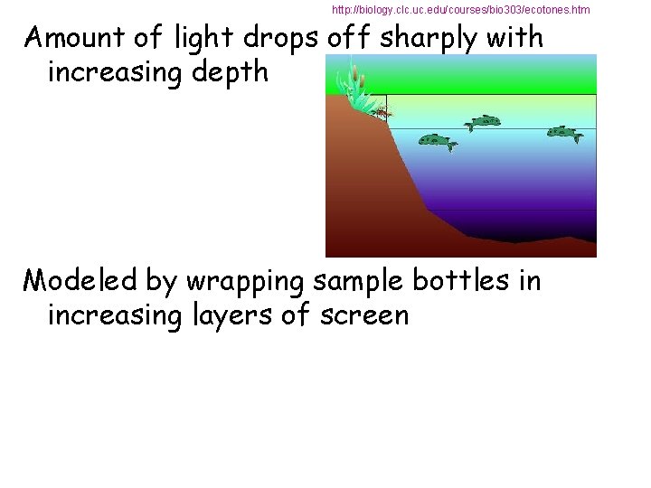 http: //biology. clc. uc. edu/courses/bio 303/ecotones. htm Amount of light drops off sharply with