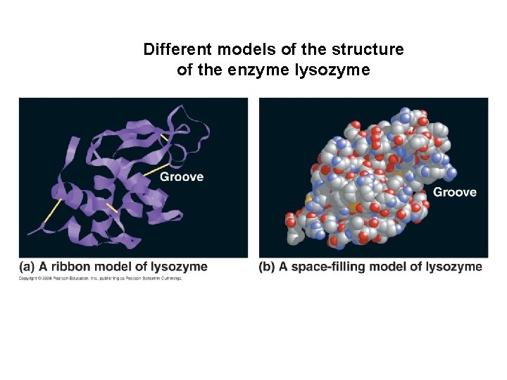 Different models of the structure of the enzyme lysozyme 