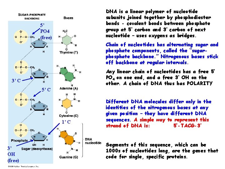 DNA is a linear polymer of nucleotide subunits joined together by phosphodiester bonds -