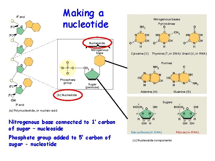 Making a nucleotide 5 end 5 C Nitrogenous bases Pyrimidines 3 C Nucleoside Nitrogenous