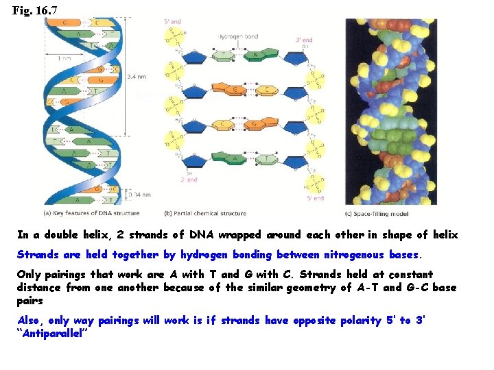 Fig. 16. 7 In a double helix, 2 strands of DNA wrapped around each