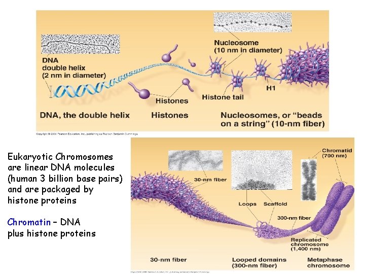 Eukaryotic Chromosomes are linear DNA molecules (human 3 billion base pairs) and are packaged