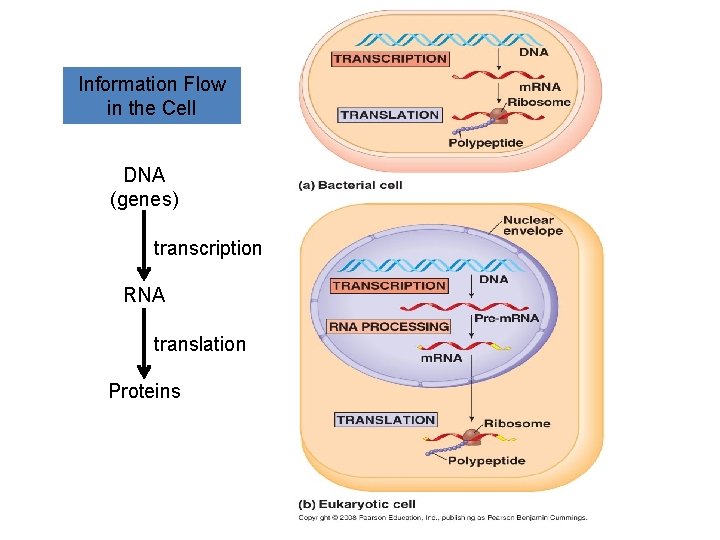 Information Flow in the Cell DNA (genes) transcription RNA translation Proteins 
