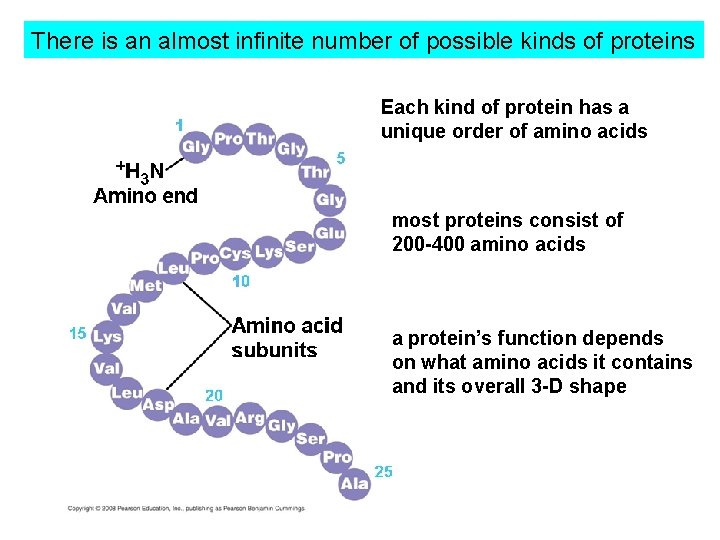 There is an almost infinite number of possible kinds of proteins Each kind of