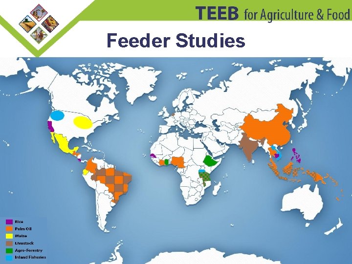 Feeder Studies 