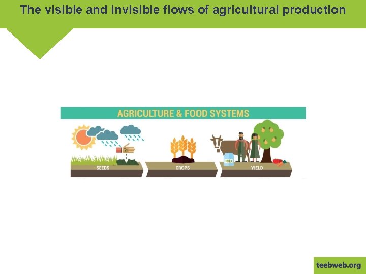 The visible and invisible flows of agricultural production 