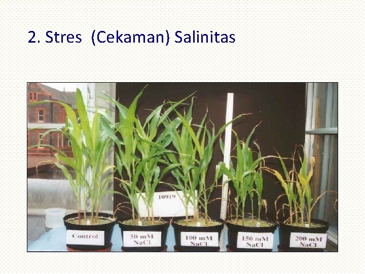 2. Stres (Cekaman) Salinitas 