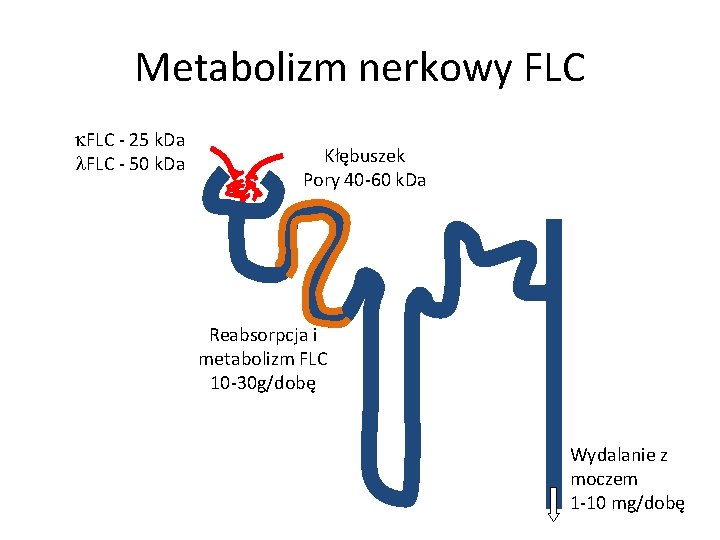 Metabolizm nerkowy FLC - 25 k. Da FLC - 50 k. Da Kłębuszek Pory