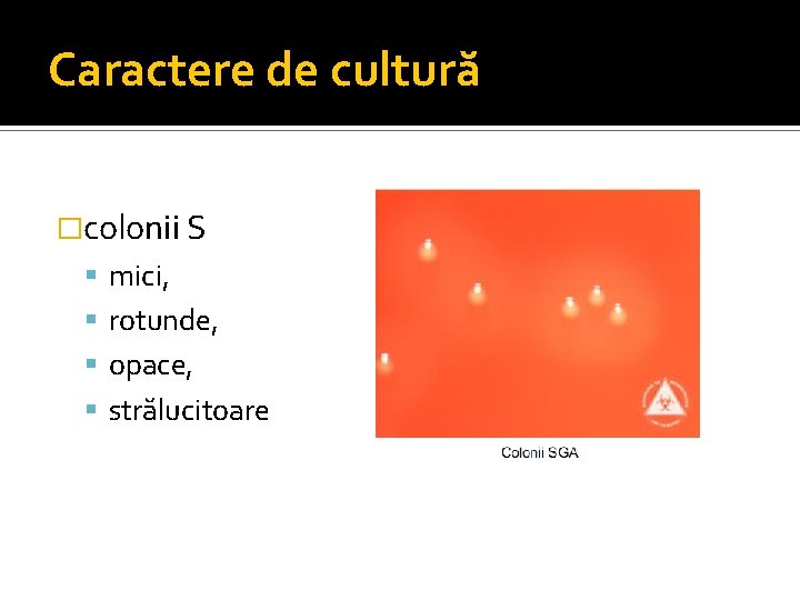 Caractere de cultură �colonii S mici, rotunde, opace, strălucitoare 