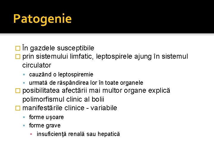 Patogenie � În gazdele susceptibile � prin sistemului limfatic, leptospirele ajung în sistemul circulator