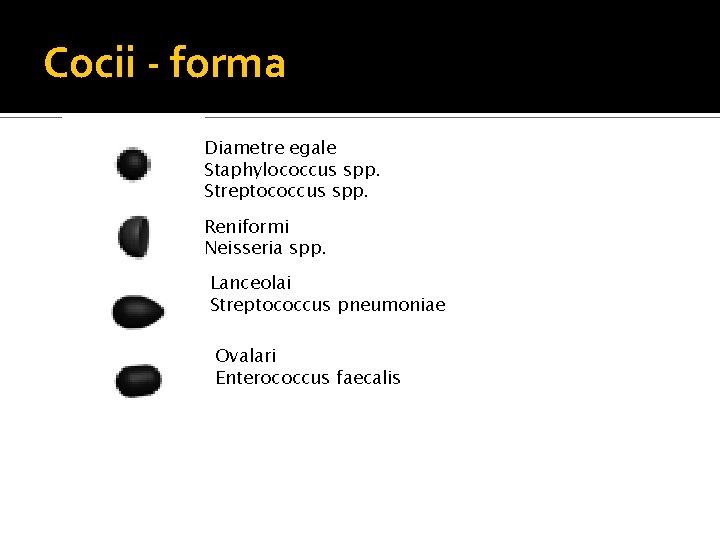 Cocii - forma Diametre egale Staphylococcus spp. Streptococcus spp. Reniformi Neisseria spp. Lanceolai Streptococcus