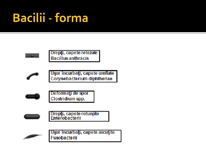 Bacilii - forma 