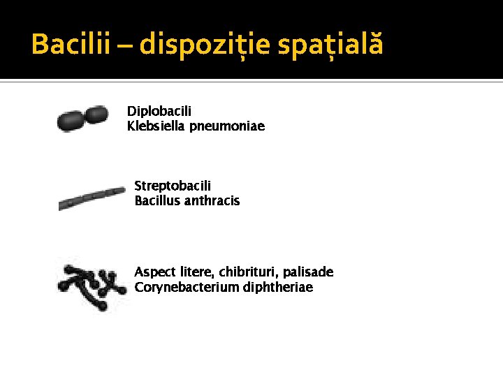 Bacilii – dispoziţie spaţială Diplobacili Klebsiella pneumoniae Streptobacili Bacillus anthracis Aspect litere, chibrituri, palisade