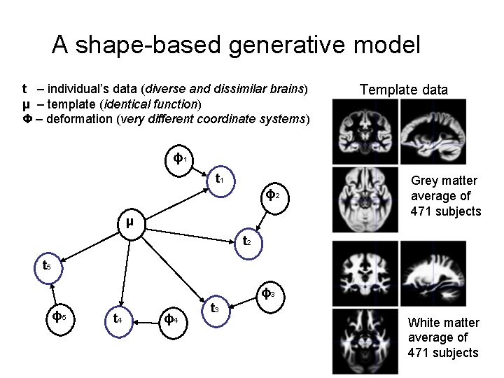 A shape-based generative model t – individual’s data (diverse and dissimilar brains) μ –