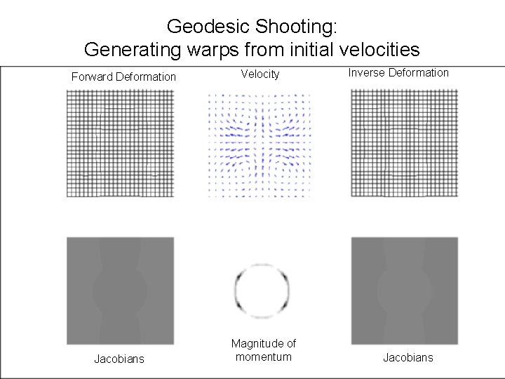 Geodesic Shooting: Generating warps from initial velocities Forward Deformation Jacobians Velocity Magnitude of momentum