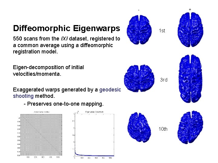 + - Diffeomorphic Eigenwarps 1 st 550 scans from the IXI dataset, registered to