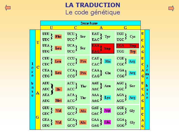 LA TRADUCTION Le code génétique 