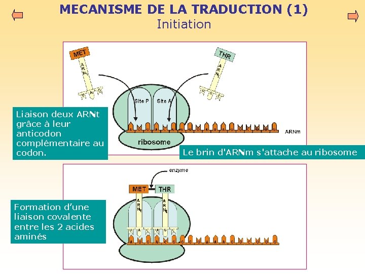 MECANISME DE LA TRADUCTION (1) Initiation Liaison deux ARNt grâce à leur anticodon complémentaire