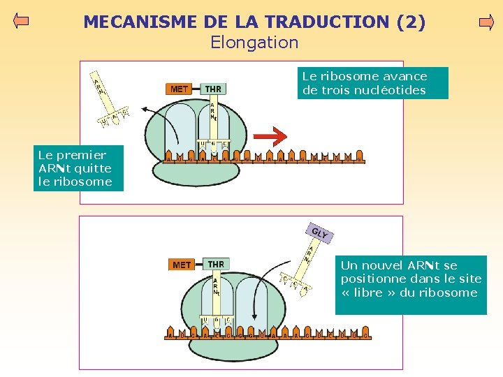 MECANISME DE LA TRADUCTION (2) Elongation Le ribosome avance de trois nucléotides Le premier