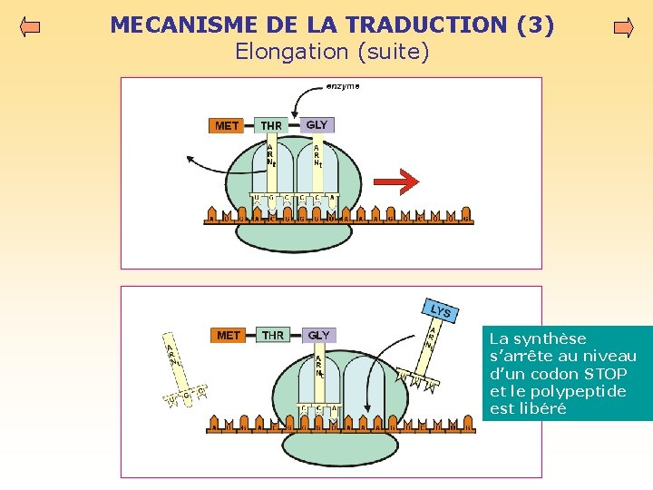 MECANISME DE LA TRADUCTION (3) Elongation (suite) La synthèse s’arrête au niveau d’un codon