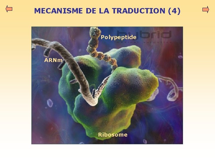MECANISME DE LA TRADUCTION (4) Polypeptide ARNm Ribosome 